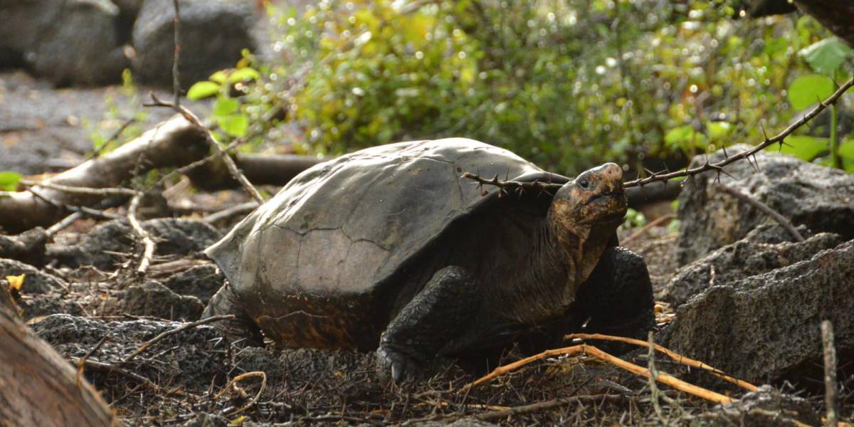 Fernanda, la tortuga de Galápagos que despierta curiosidad en la ciencia