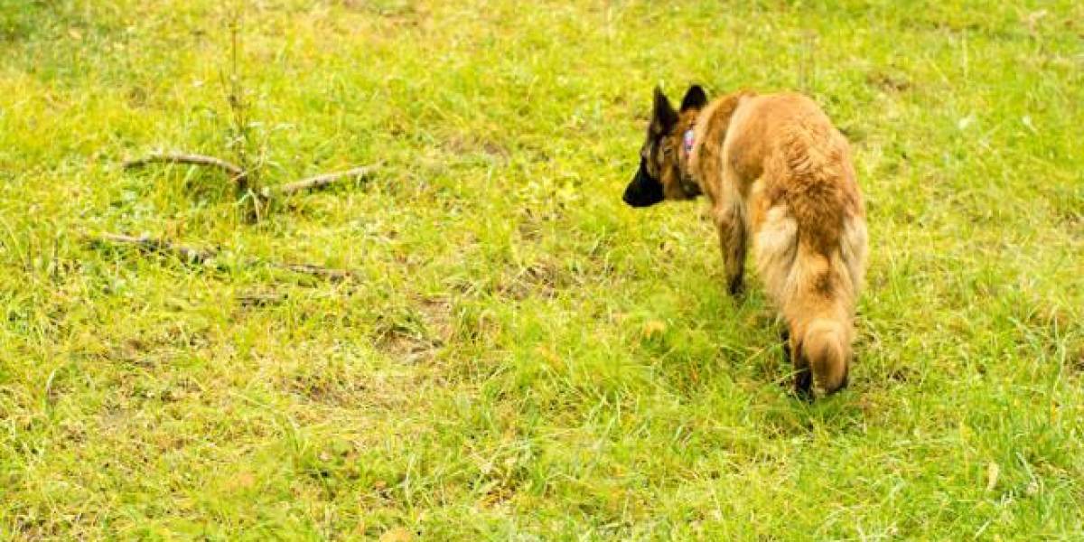Ecuador fortalece el área de Búsqueda y Detección Canina del GIR con canes antiexlosivos