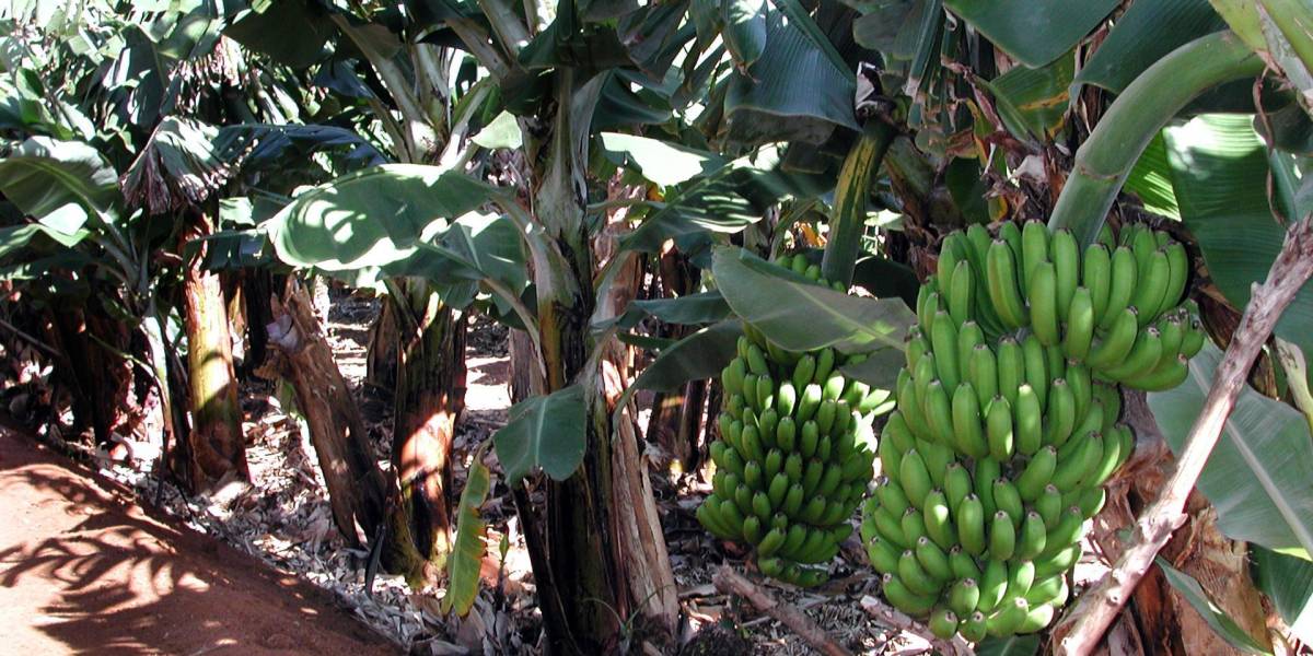 Ecuador eleva a USD 6,85 el precio mínimo de sustentación de la caja de banano