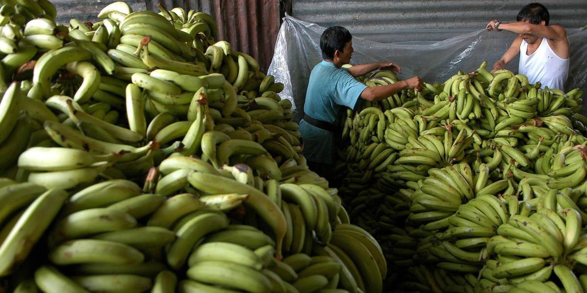 Las exportaciones de banano de Ecuador aumentan 6,01 % en el primer trimeste de 2023