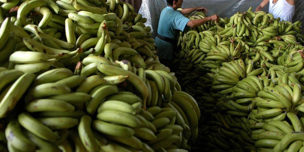 Rusia pide suspender el suministro de cinco exportadores de banano de Ecuador por plagas