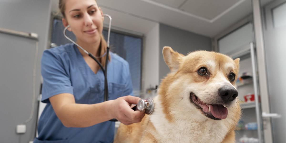 Estas son las ocho enfermedades más comunes de los perros