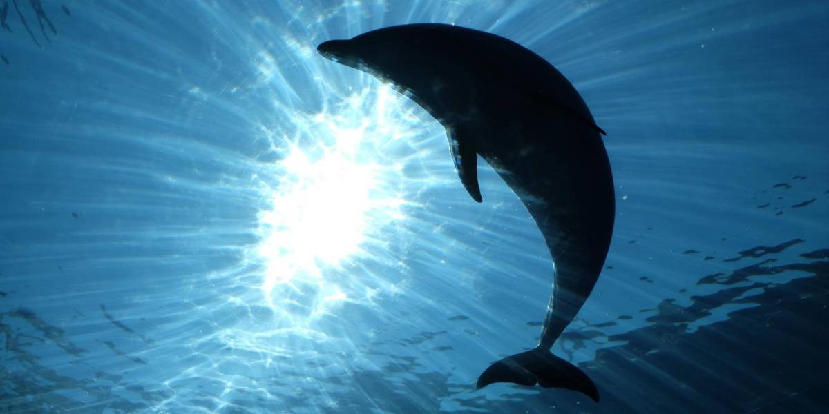 Encuentran un delfín muerto a tiros en Luisiana