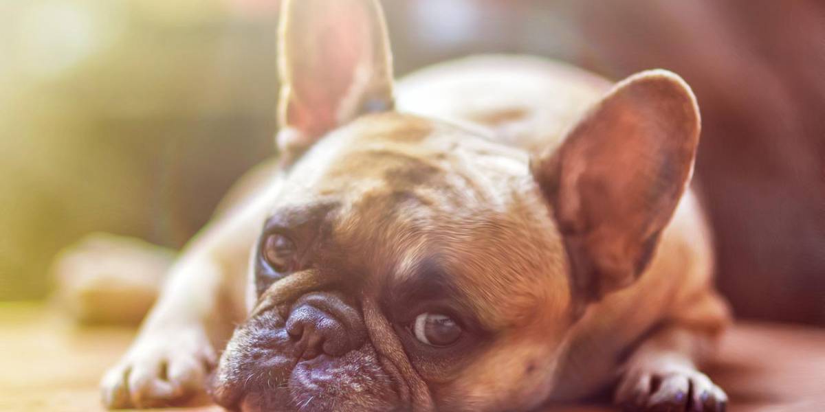 Este estudio revela qué programas de televisión le gustan más a tu perro