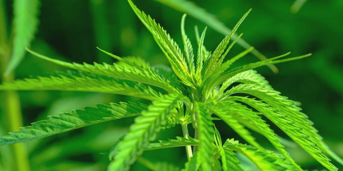 Descubren un fármaco que podría tratar la adicción a la marihuana, según un estudio