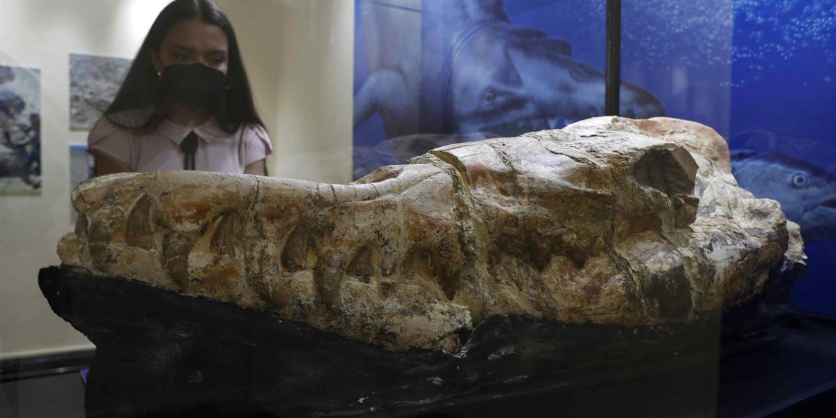 En Perú encuentran restos de un monstruo marino que habitaba sus aguas hace 36 millones de años