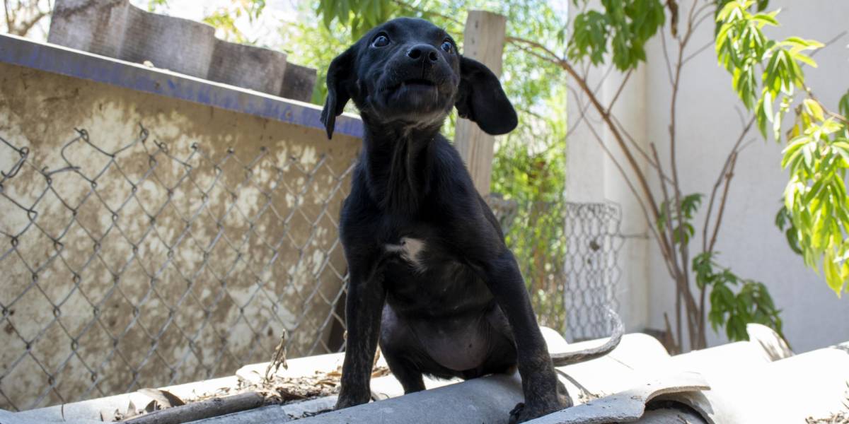 20 perros buscan hogares temporales por trabajos de mantenimiento en su refugio
