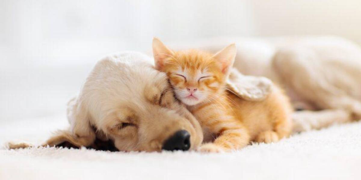 Estas son las enfermedades que se pueden desarrollar por dormir con perros o gatos