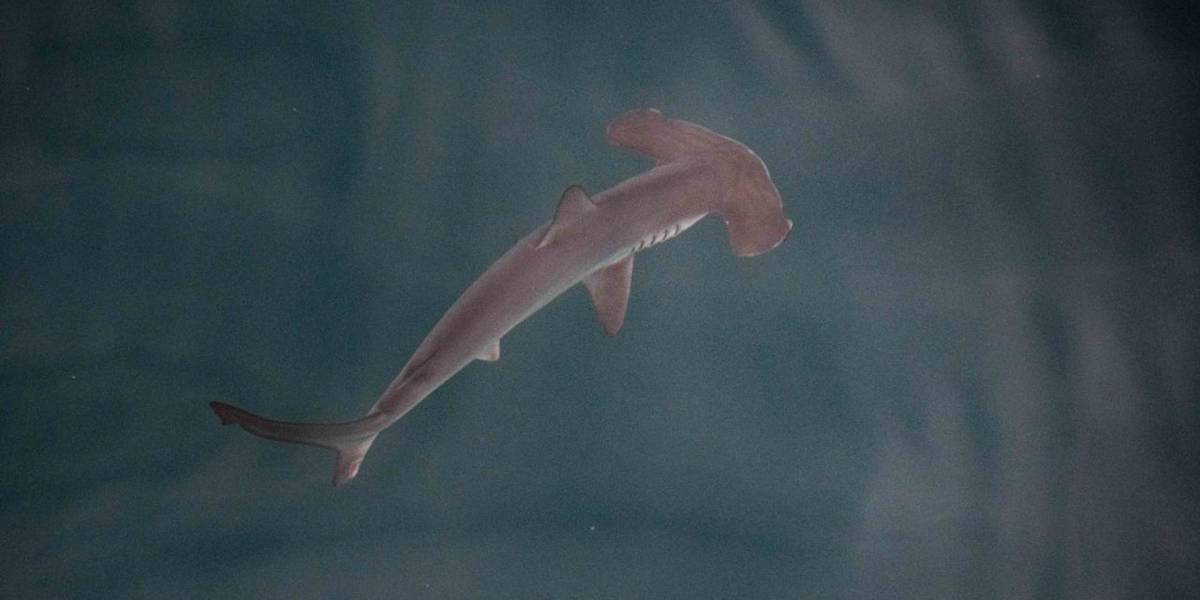 En Galápagos hallan una posible guardería de tiburones martillo liso