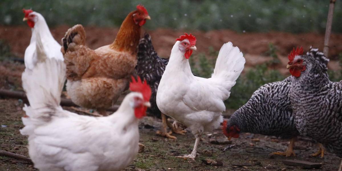 Activan cerco epidemiológio tras detectar un caso de influenza aviar en Cotopaxi