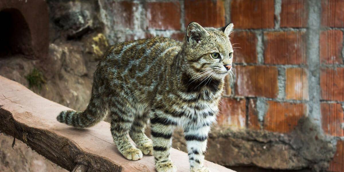 Bolivia: el gato andino, el felino más amenazado de América, fue visto en las montañas
