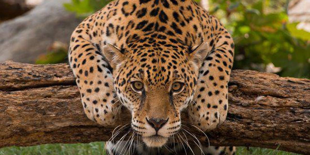 En Ecuador se presenta un plan para proteger al jaguar amazónico y al tropical
