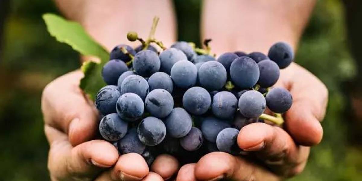 Estos son los beneficios del consumo regular de uvas en la salud ocular