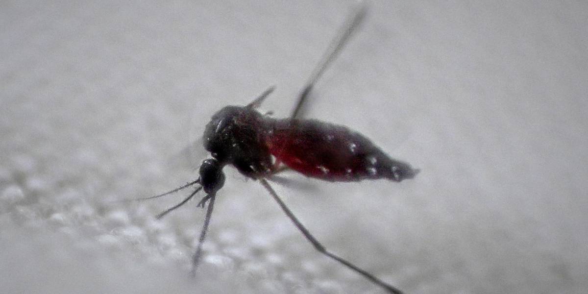 Perú: 20 regiones están en emergencia por los casos de dengue