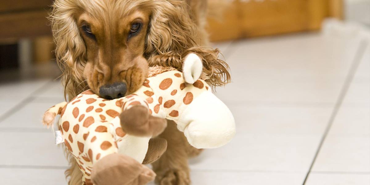 Los perros son capaces de reconocer el nombre de sus juguetes