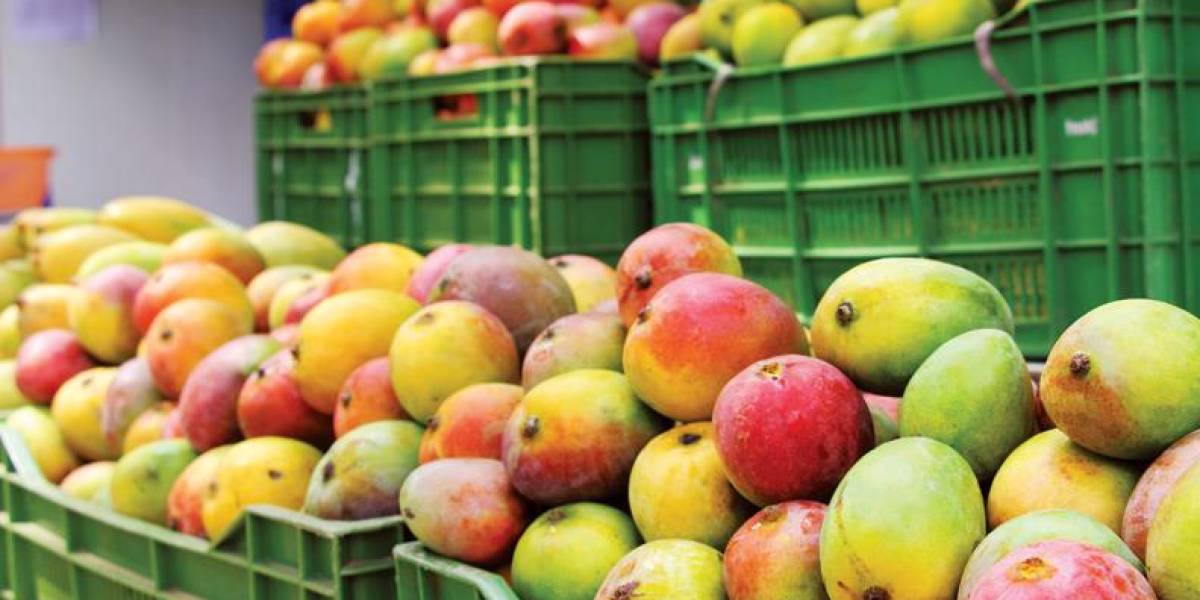 Ecuador exportará mangos a Corea del Sur
