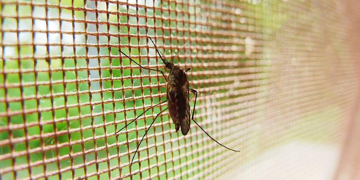 Las autoridades en EE.UU. emiten alerta por transmisión local de malaria por primera vez en 20 años