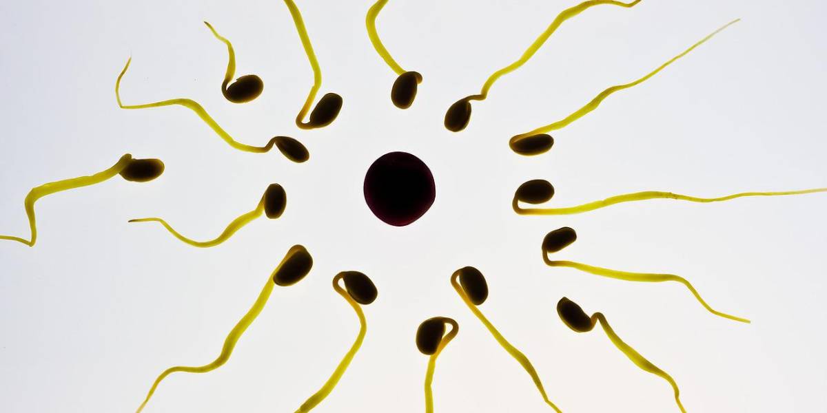 Crean una píldora anticonceptiva masculina para ser infertil 24 horas