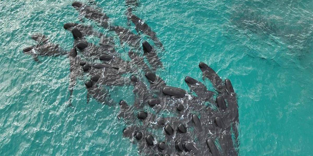 Australia: mueren 51 ballenas piloto al quedar varadas en la playa de Cheynes