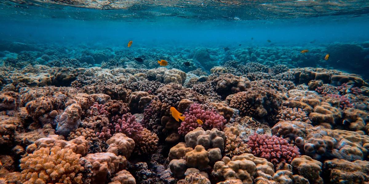 CAF anuncia apoyo para la restauración de arrecifes de corales en Ecuador