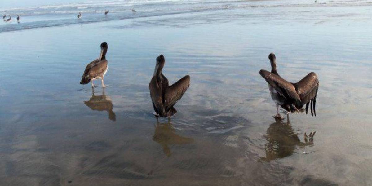 Perú reporta la muerte de 13.000 aves marinas silvestres por gripe aviar