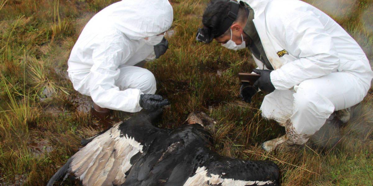 Una hembra adulta de cóndor es hallada muerta en los páramos de la provincia del Napo
