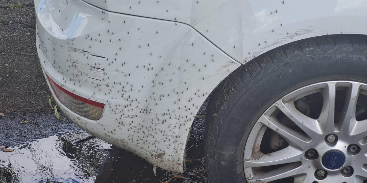 Buenos Aires, en Argentina, experimenta una invasión de mosquitos
