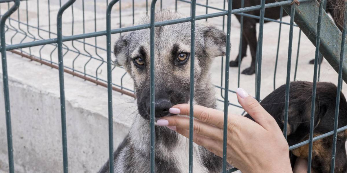 Quito: activistas convocan a un plantón en contra del maltrato animal