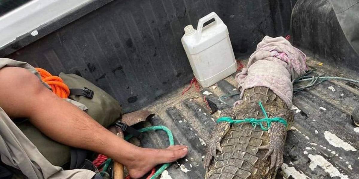 Un cocodrilo fue capturado, tras ser visto nadando en el mar, en un balneario de Salinas