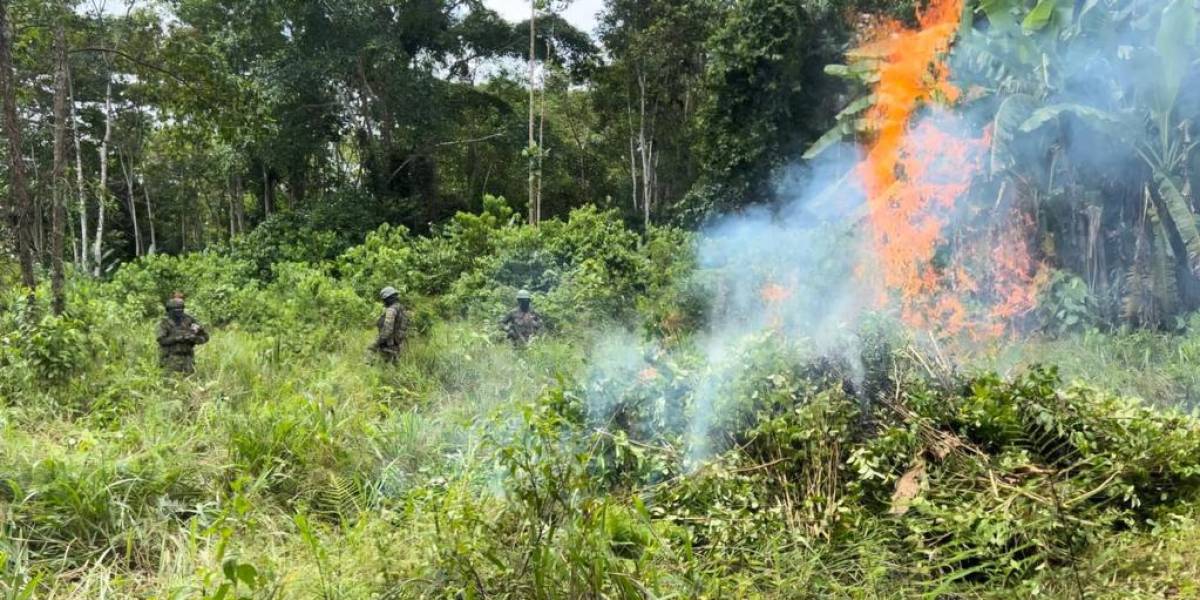 Las Fuerzas Armadas destruyen un terreno con 10 000 plantas de coca, en Sucumbíos
