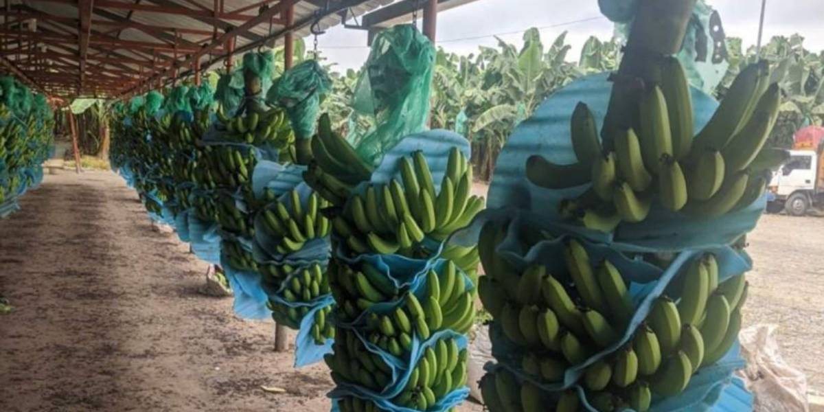 Una delegación ecuatoriana viajará a Rusia para intentar levantar las sanciones contra bananeras