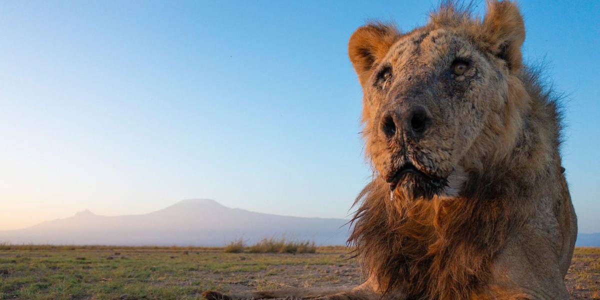 Matan con lanzas a Loonkiito, el león en libertad considerado uno de los más viejos del mundo