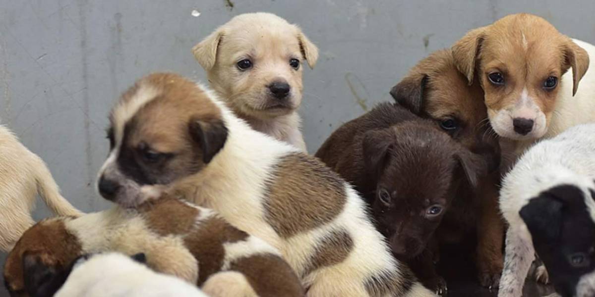 La Alcaldía de Guayaquil habilita un sitio web para adoptar perros, gatos, cerdos y aves