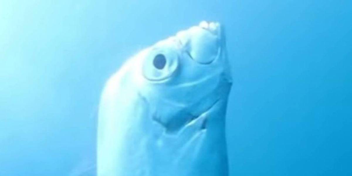 (VIDEO) | Un pez remo fue avistado en Japón, ¿qué predice su aparición?