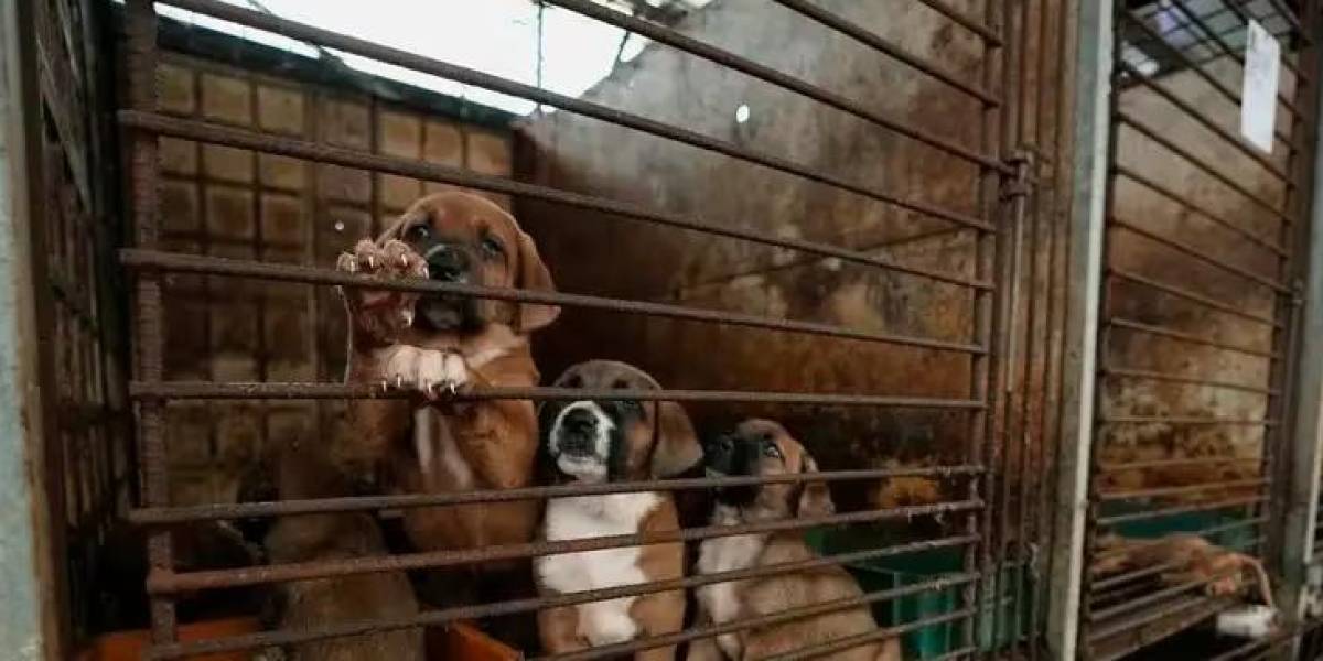 En Corea del Sur aún se consume carne de perro, pero el gobierno busca prohibir su venta