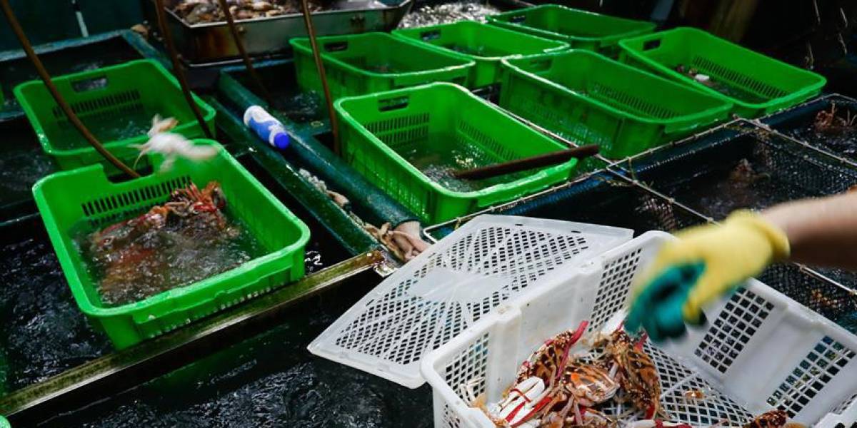 China suspende la importación de mariscos japoneses por la contaminación radioactiva