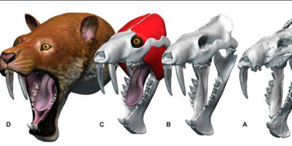Un fósil de marsupial dientes de sable de hace 13 millones de años fue hallado en Colombia