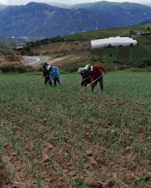 Trabajo de agricultura en la región Sierra de Ecuador