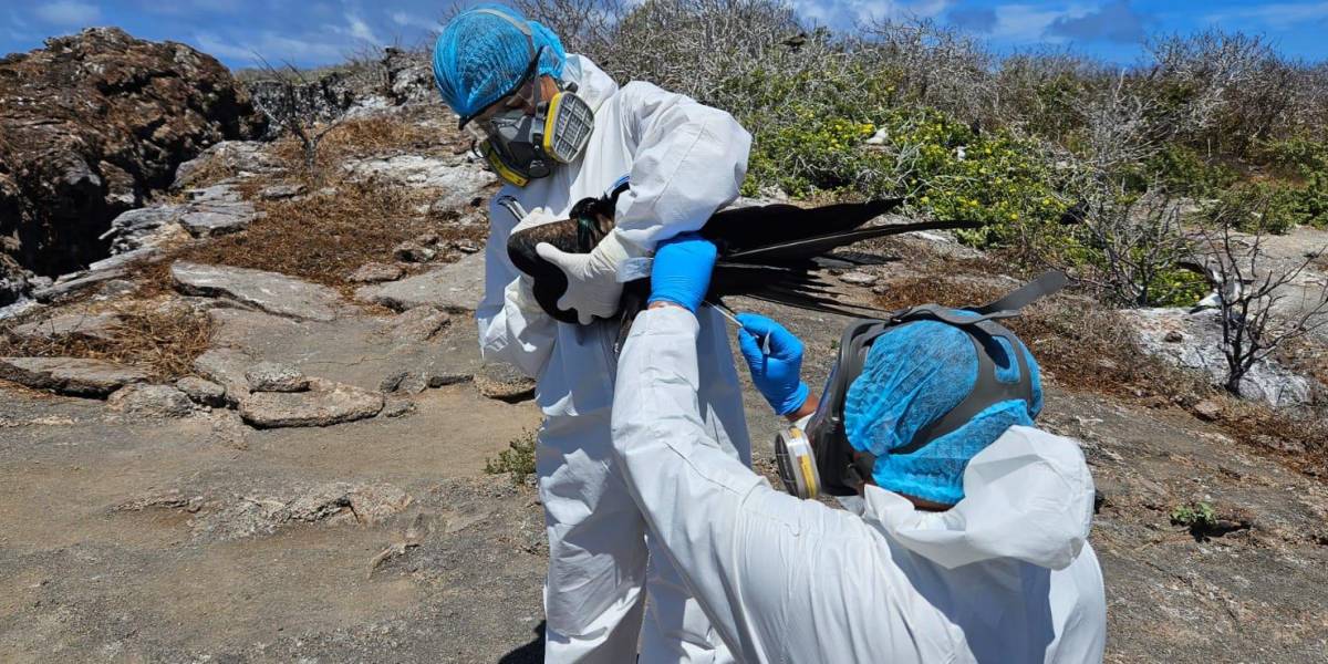 Ecuador confirma de manera preliminar la presencia de gripe aviar en Galápagos
