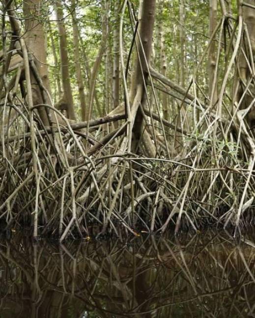 El planeta ha perdido la mitad de los manglares en los últimos 40 años.