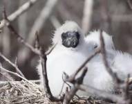 Imagen de un ave en Galápagos-