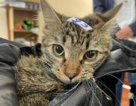 La gata Arenita fue la primera en registrarse durante el plan piloto de registro de mascotas.