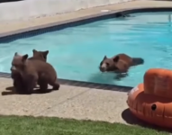 Familia de osos en la piscina de una casa.