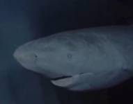 Tiburón de Groenlandia.