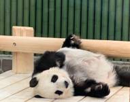 Panda más longeva de Japón Tan Tan.