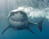 Un tiburón blanco en una foto referencial.