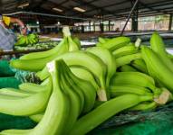 Ecuador es el mayor exportador en el mundo de banano, abarcando el 30% de la oferta mundial.