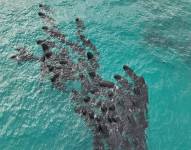 Un grupo de las ballenas piloto varadas en la costa suroeste de Australia.
