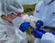Fotografía cedida por el Parque Nacional Galápagos, que muestra trabajadores del parque mientras toman muestras de aves en las islas para verificar el contagio de gripe aviar entre las especies.