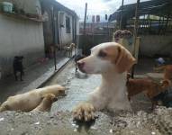 El Refugio Amigos de Isabella, en Bellavista en San Juan de Calderón, daba asistencia a 270 perros sin hogar.